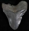 Beastly Megalodon Tooth - Very Heavy #13378-1